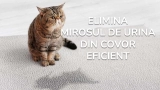 Elimina Mirosul de Urina din Covor Eficient